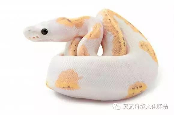 球蟒基因图鉴入门,球蟒基因品系大全
