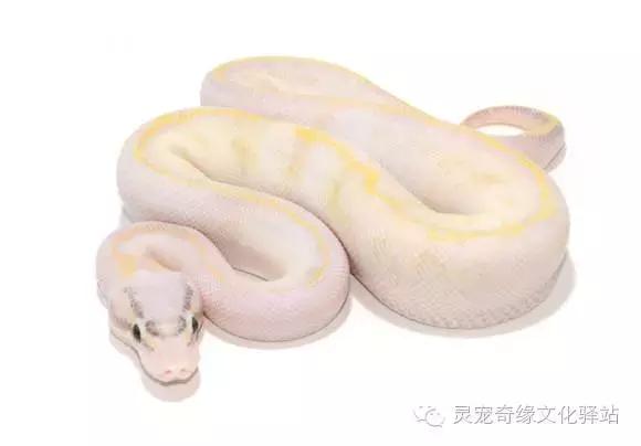 球蟒基因组合大全,球蟒基因品系图鉴下载