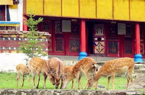 若尔盖美丽的草原风光无限,若尔盖大草原超级漂亮