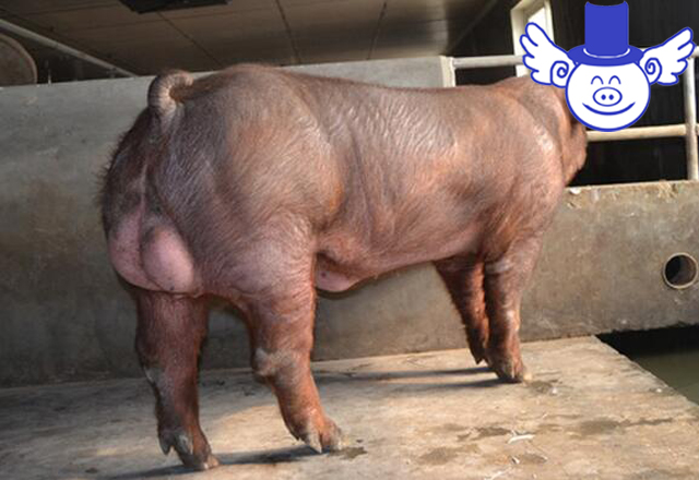 母猪找什么公猪好,几头母猪需要一头公猪