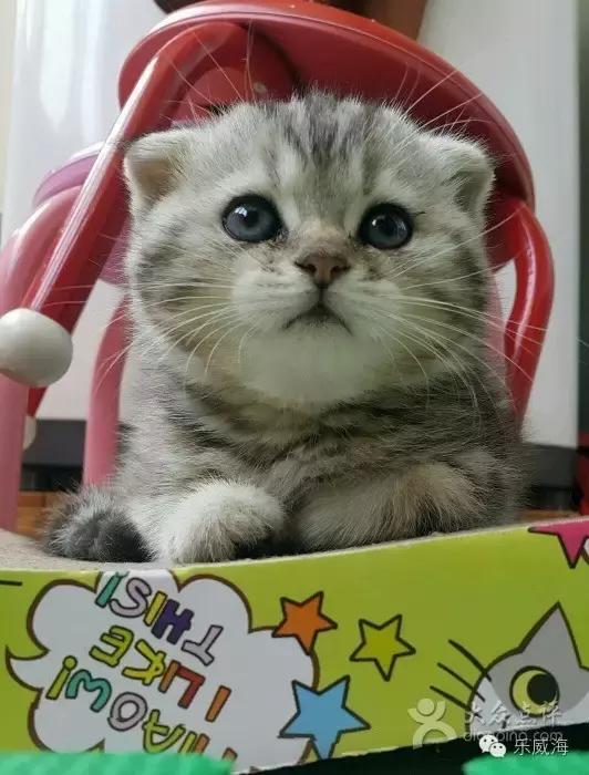 威海最全的宠物店汇总!喵奴汪主人还不速速收藏!