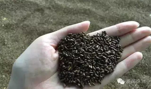 女幼童外阴炎症,7个月女宝外阴炎怎么办