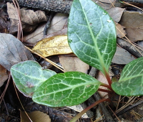 咸阳腰椎间盘突出治疗偏方,治疗颈椎病腰间盘突出等的方法