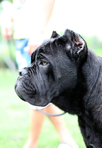 各个国家的土狗图片,20个国家土狗图片