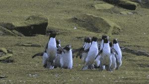 盘点萌死人不偿命的生物动图，看完也觉得自己萌萌哒