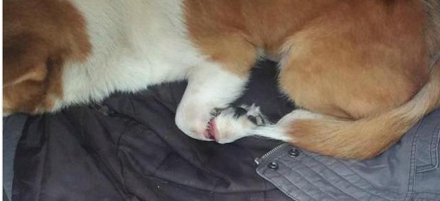 狗狗脚趾皮开肉绽，背后内情看哭众人！