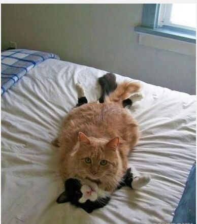 狗狗太贪玩怎么办,狗狗贪玩不进笼子怎么处理