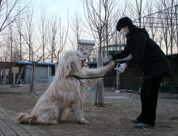 纯纯的土狗,纯纯的小土狗