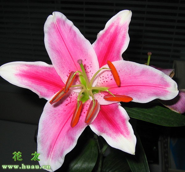 百合花的种植方法日常管理,百合花的种植技术和管理