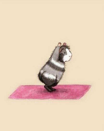 正确鸽子式练瑜伽,小仓鼠练瑜伽
