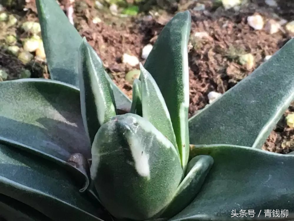 仙人球瑞云牡丹的养殖方法,瑞鹤多肉怎么养