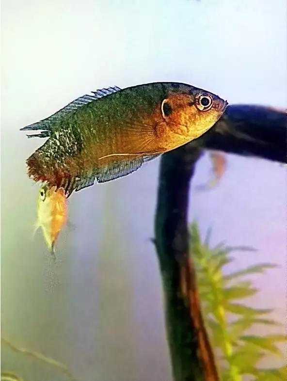 捕获大鱼惊悚片,拍到鲨鱼捕食鱼的真实一幕