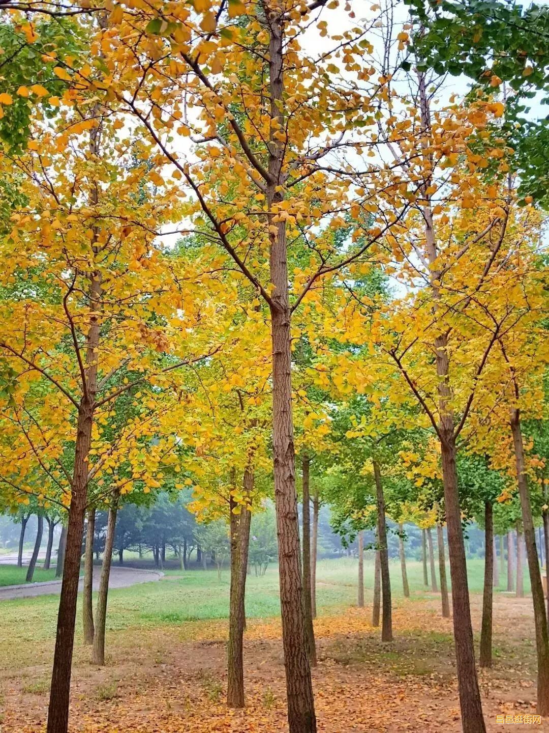 潍坊昌邑，一座如此好色之城，我的家乡我骄傲