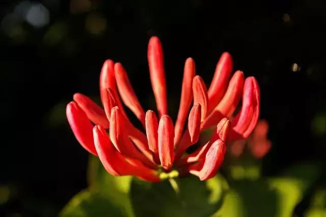 茵栀黄为什么不让用了,茵栀黄口服液为什么被禁用