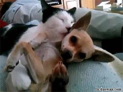 剪刀脚王局长,夺命剪刀脚王局长教学