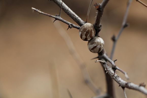 农村洋辣子的吃法大全,洋辣罐吃法
