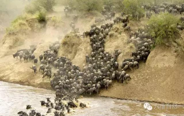 东非动物大迁徙纪实,东非野生动物为什么进行大迁徙