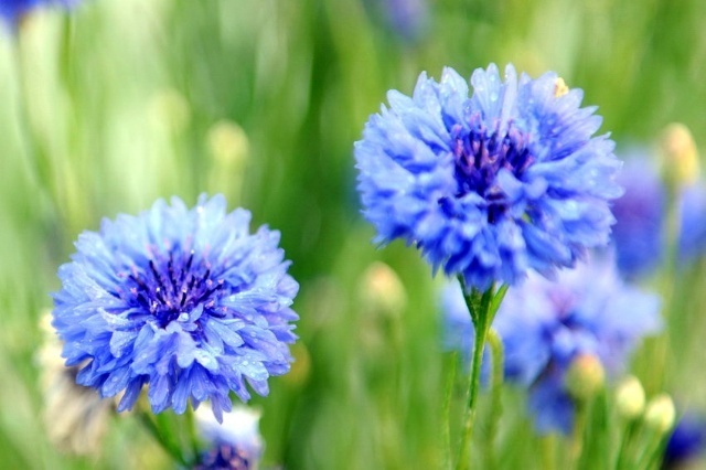 万花筒︱这些国花姹紫嫣红各有风采