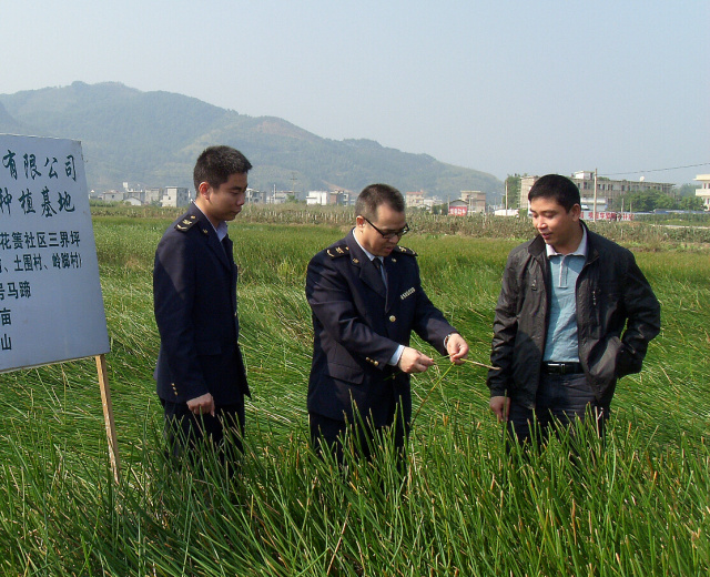 马蹄是种药材吗,马蹄是什么植物果实