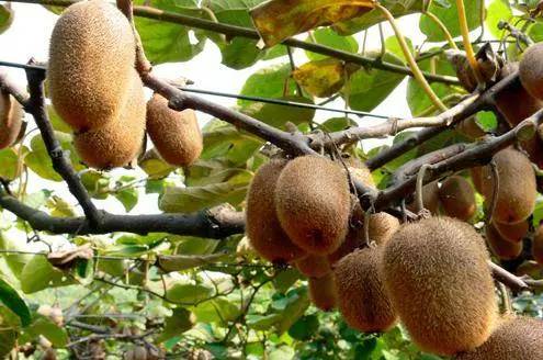 成都金堂猕猴桃,成都猕猴桃