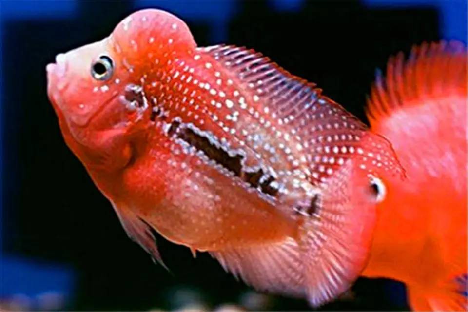 罗汉鱼常见病的防治方法,罗汉鱼预防内寄