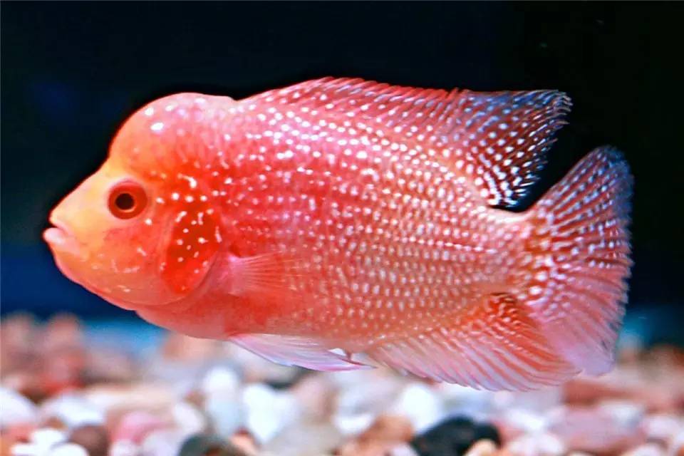 罗汉鱼常见病的防治方法,罗汉鱼预防内寄