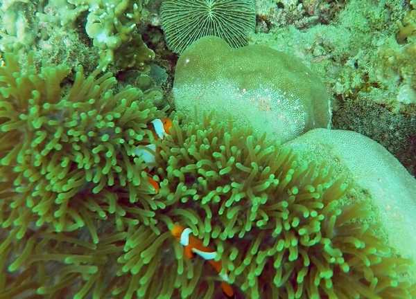 亚庇ow考试流程,亚庇ow多少钱