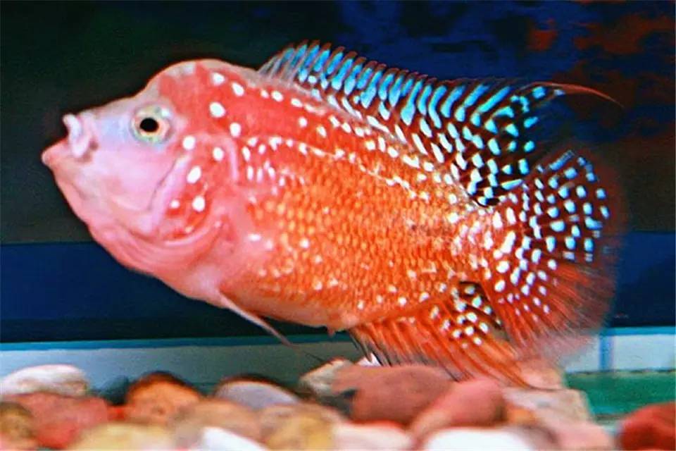 罗汉鱼常见病的防治方法,罗汉鱼预防内寄