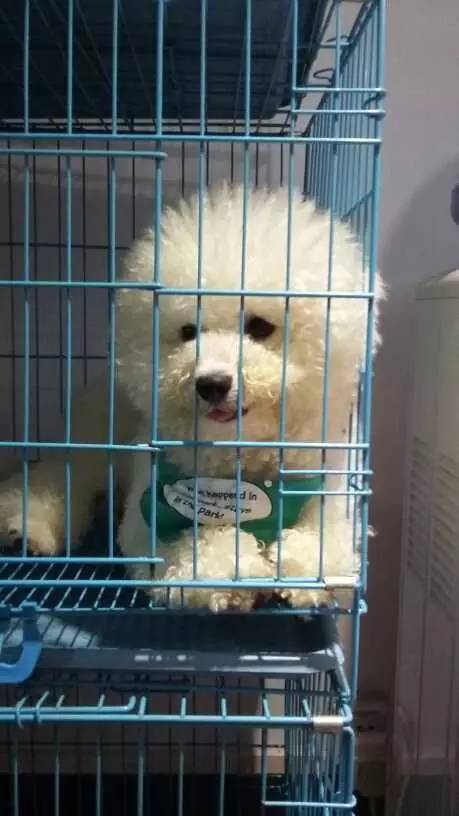 大金毛是真正的暖男,大金毛不愧是大暖男