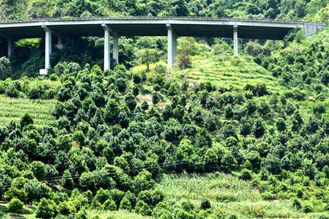 元江的特色美食有哪些 (元江美食干货)