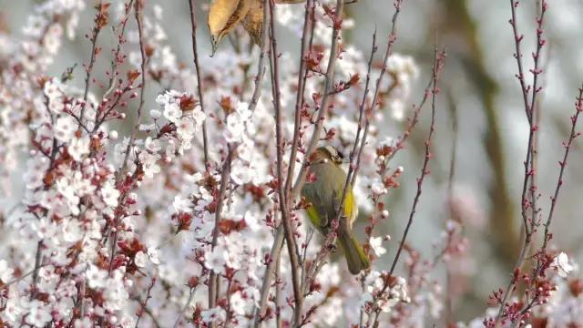 凤凰岛把公园还给你,你还欠自己一次隐居