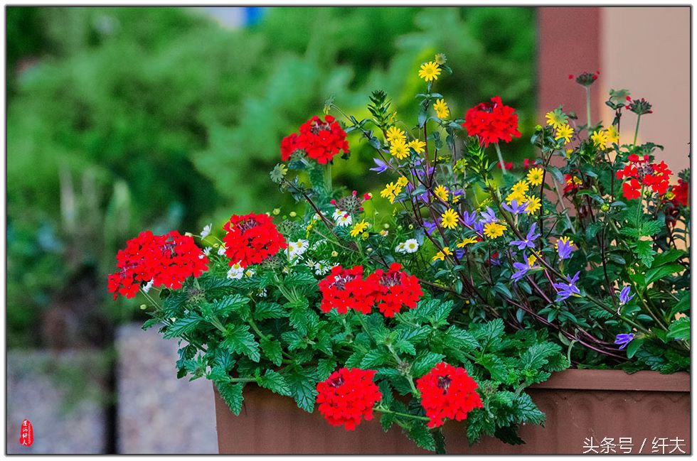 姹紫嫣红入夏来,姹紫嫣红等你来