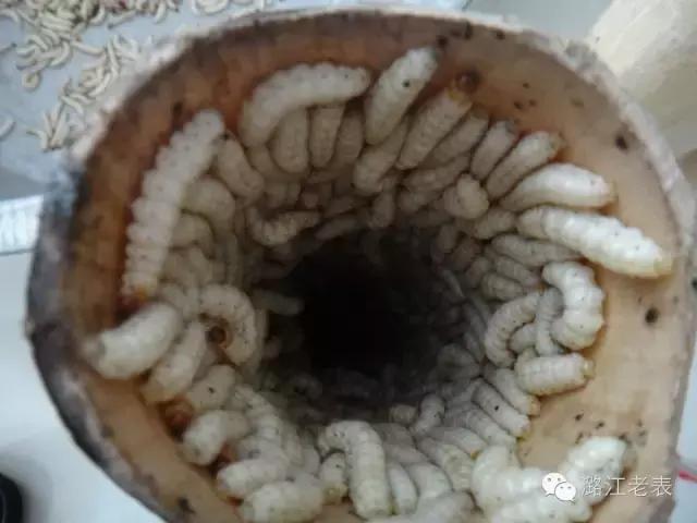 云南昆虫宴美食,云南特色虫宴