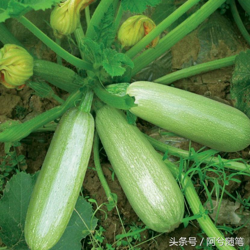 农村人最爱种植的20种“瓜”，你认识几个？|阿兮随笔