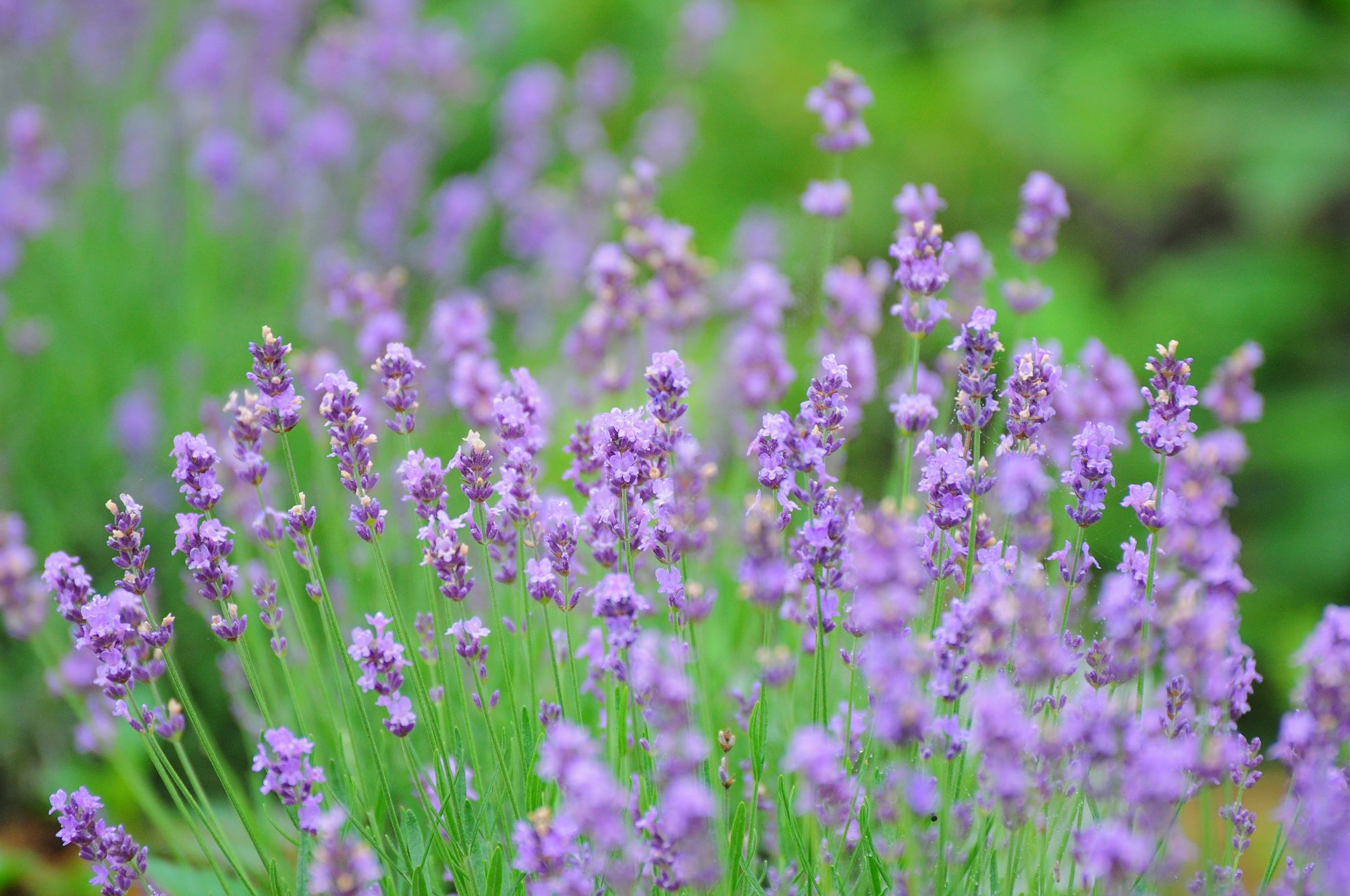 有哪些好听的花儿,好看花儿的名字有哪些