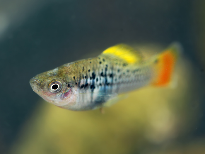 热带小鱼怎么养殖的,热带微型鱼怎么养