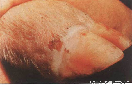 猪发生口蹄疫后正确的处理方法,猪口蹄疫水泡破了会好了吗