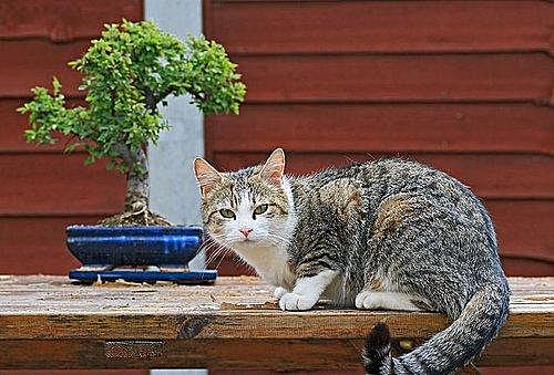 “盆景猫”这种虐猫网站为什么关不掉?!