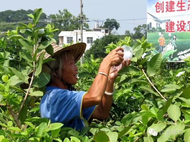 钦州周末出游攻略,钦州乡村旅游攻略