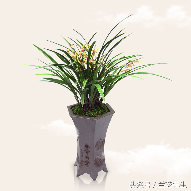 养兰人的艰辛与快乐只有自己知道,养兰友的经历和感悟