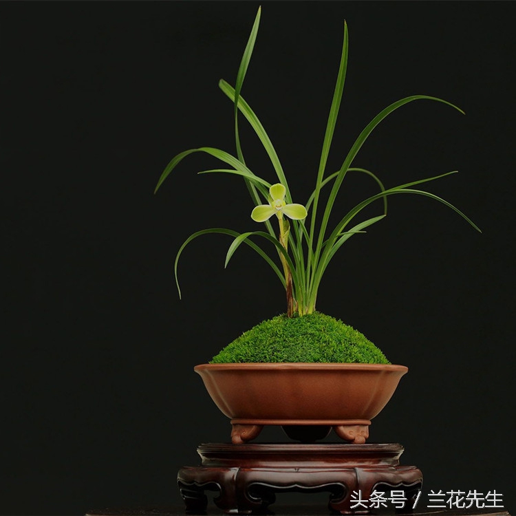 养兰人的艰辛与快乐只有自己知道,养兰友的经历和感悟