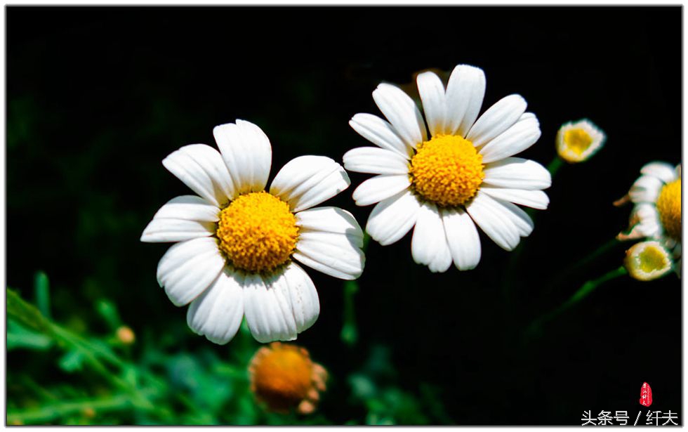 姹紫嫣红入夏来,姹紫嫣红等你来