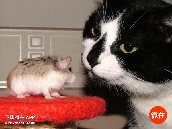 这个超治愈的仓鼠手包，让人不舍得花钱了！