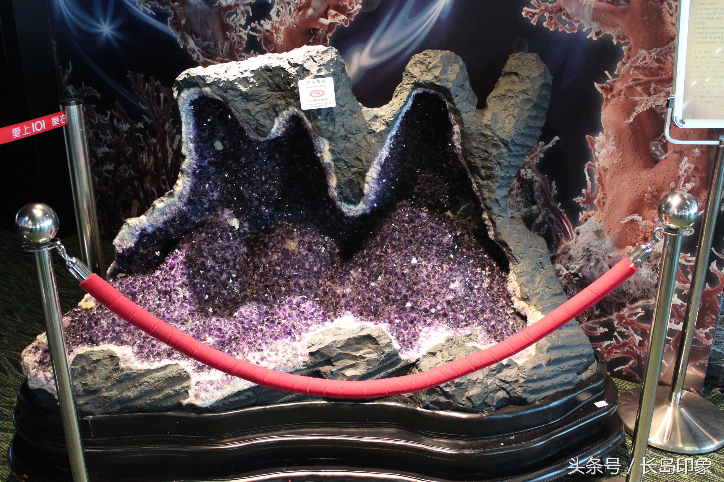 红珊瑚台湾寓意,台湾红珊瑚和日本红珊瑚的区别