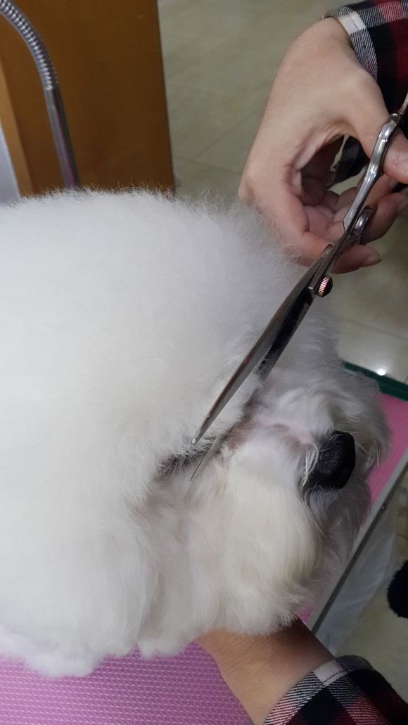 比熊怎么喂省钱,比熊自己做饭的健康食谱