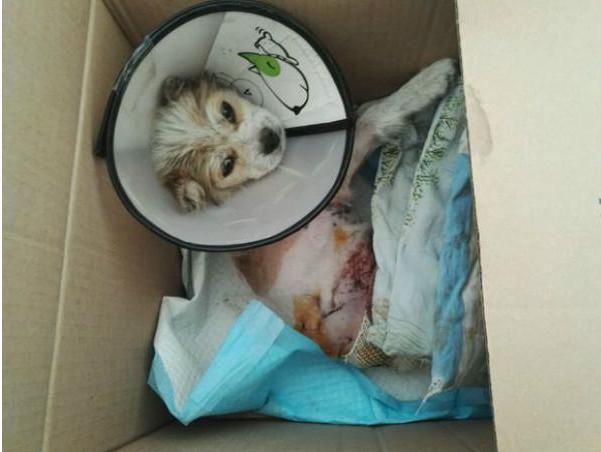 小狗被医院治死,小狗狗被人用糖葫芦刺穿身体