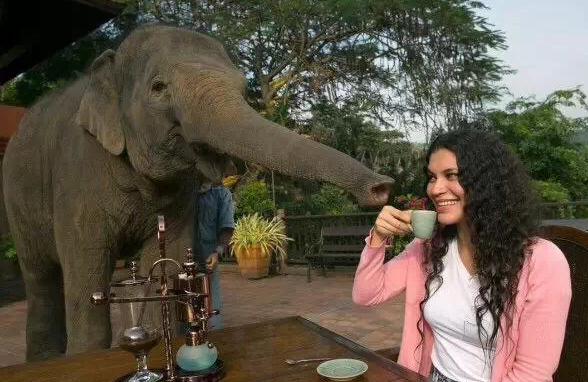 象屎咖啡的来历,象屎咖啡