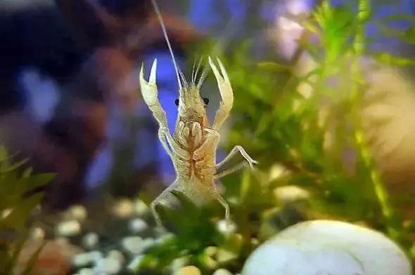 捕获大鱼惊悚片,拍到鲨鱼捕食鱼的真实一幕