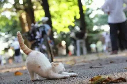 在日本买到假货,日本假货最新处理方法