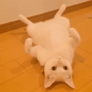 猫咪犯错关禁闭挨饿,猫咪吃了个罐头后很乖